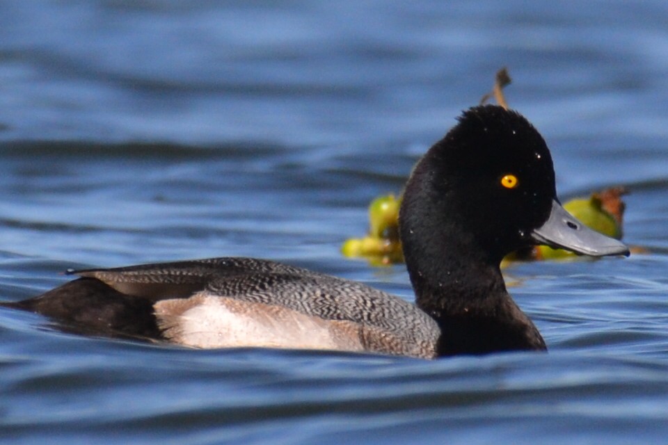 Ring-necked Duck - ML520546481