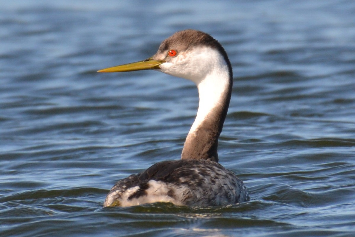 Western Grebe - ML520546571