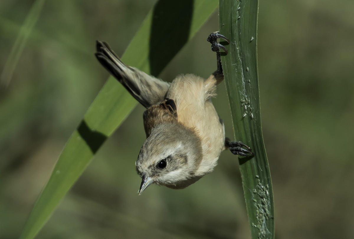 Eurasian Penduline-Tit - Eren Aksoylu