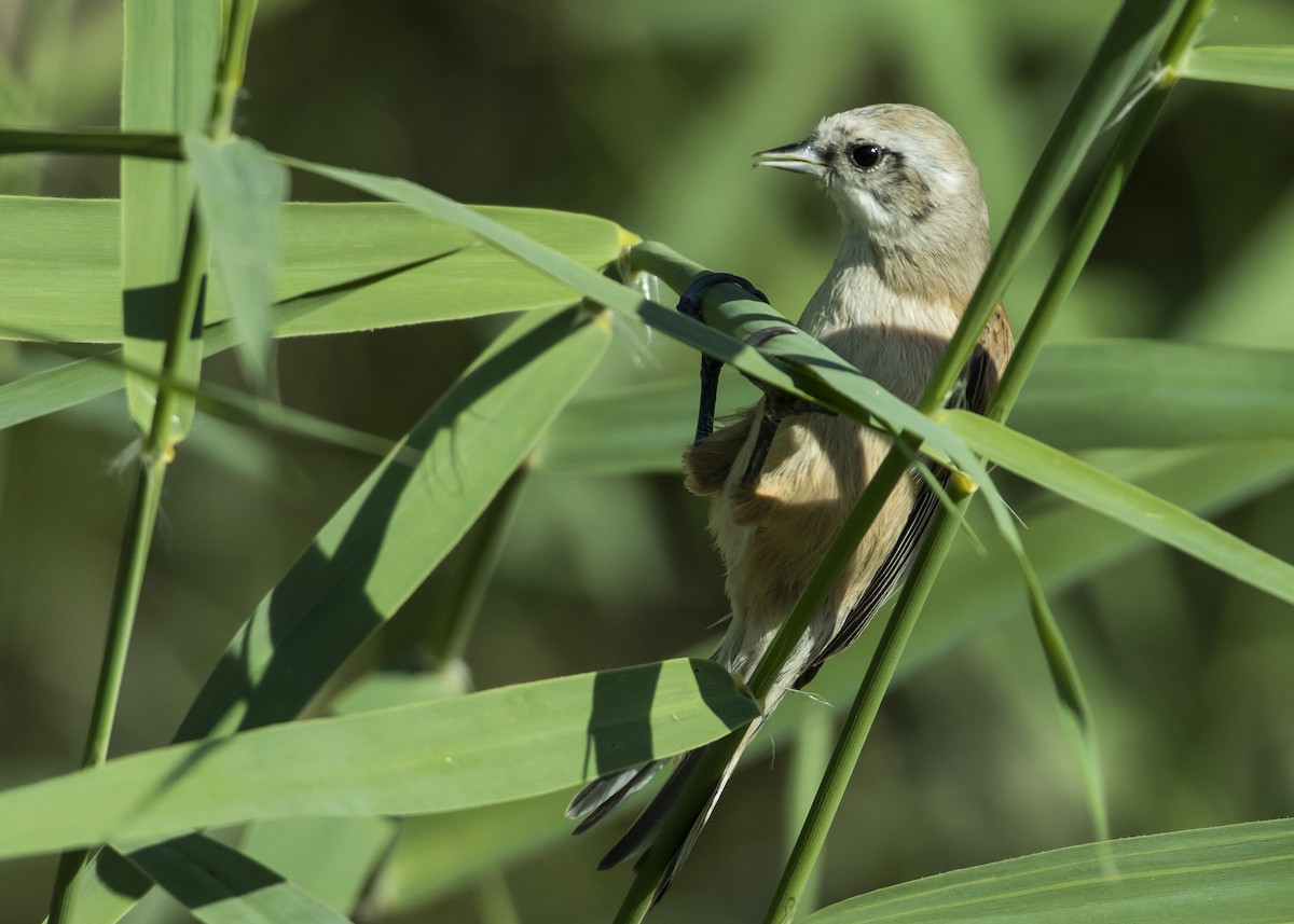 Rémiz penduline - ML520548101