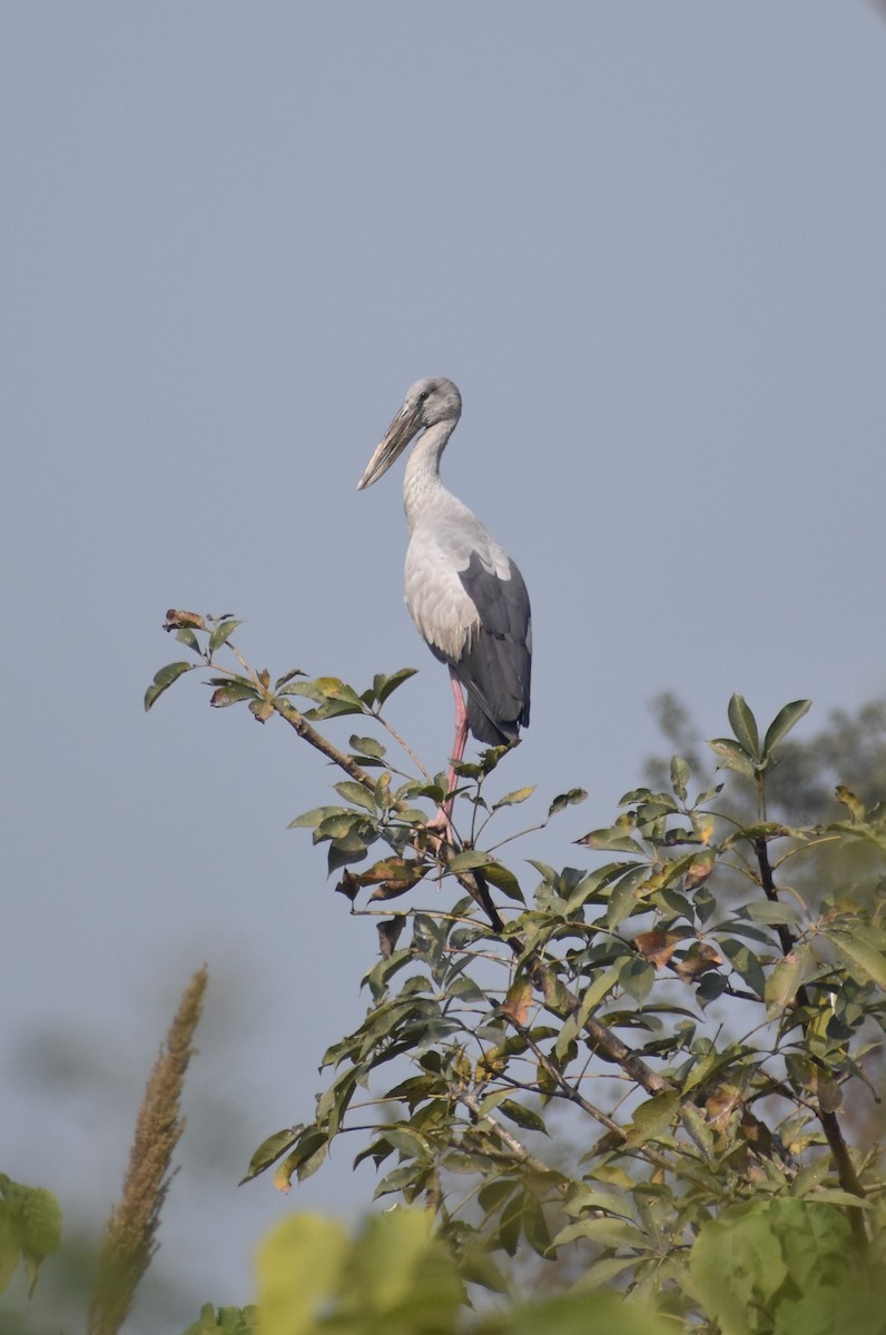 Asian Openbill - ML520548201