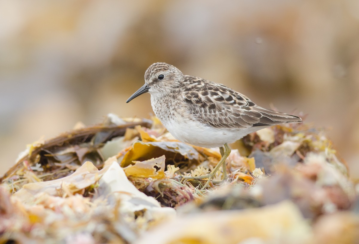 Least Sandpiper - Alix d'Entremont