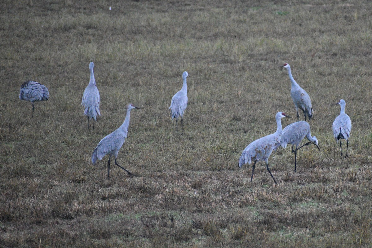 Sandhill Crane - ML520548311