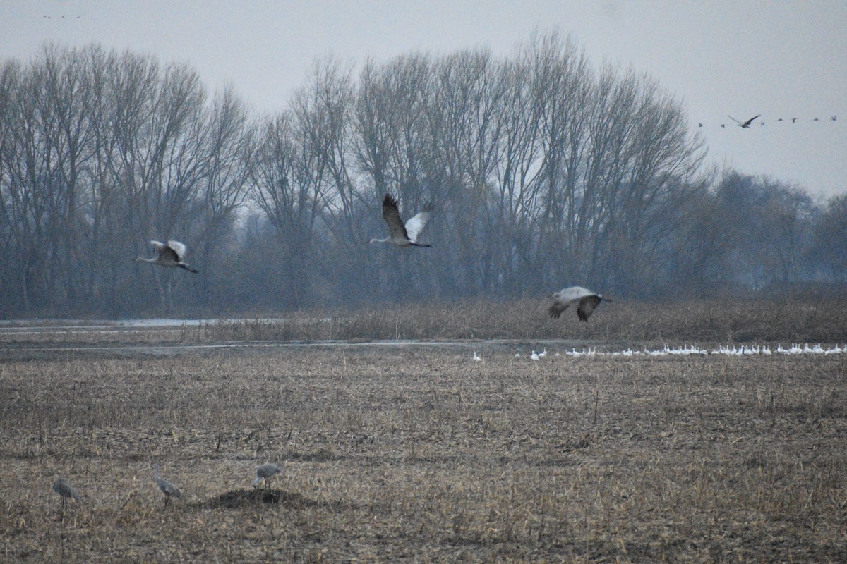 Sandhill Crane - Fred Werner