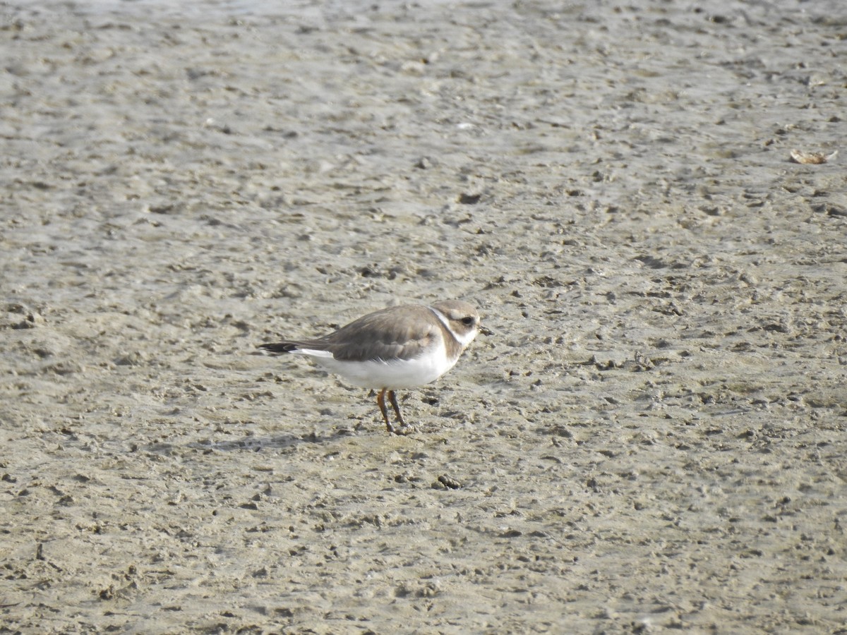 Common Ringed Plover - ML520548791