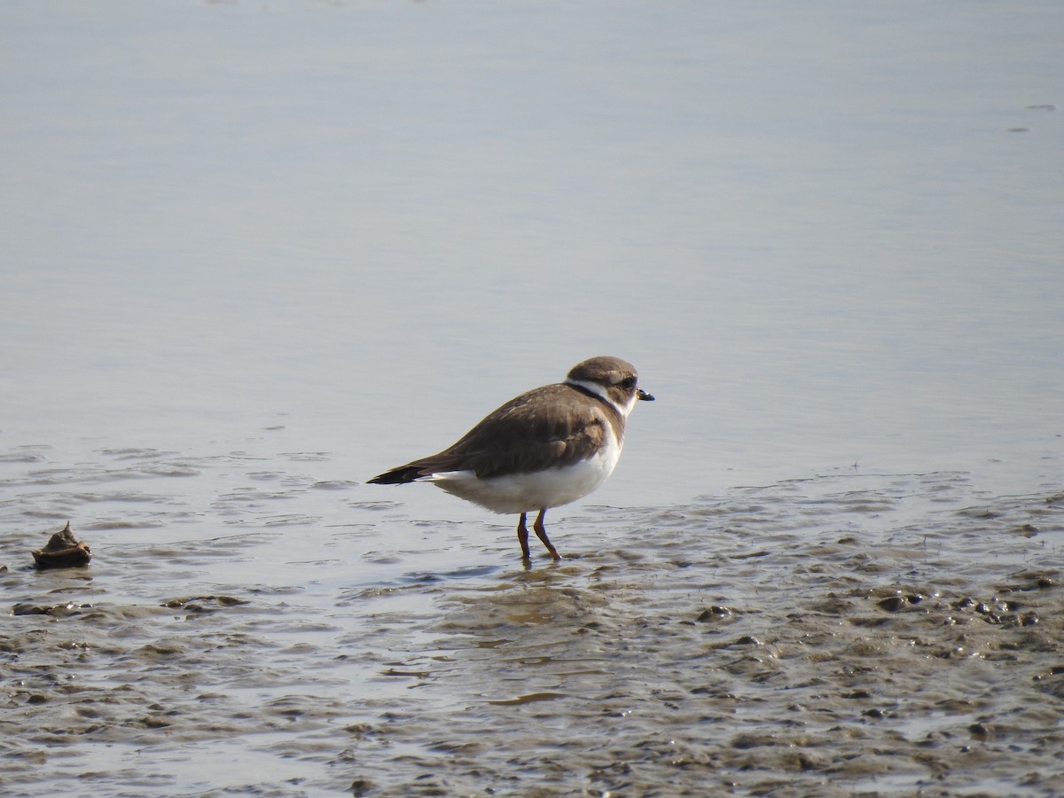 Common Ringed Plover - ML520548831