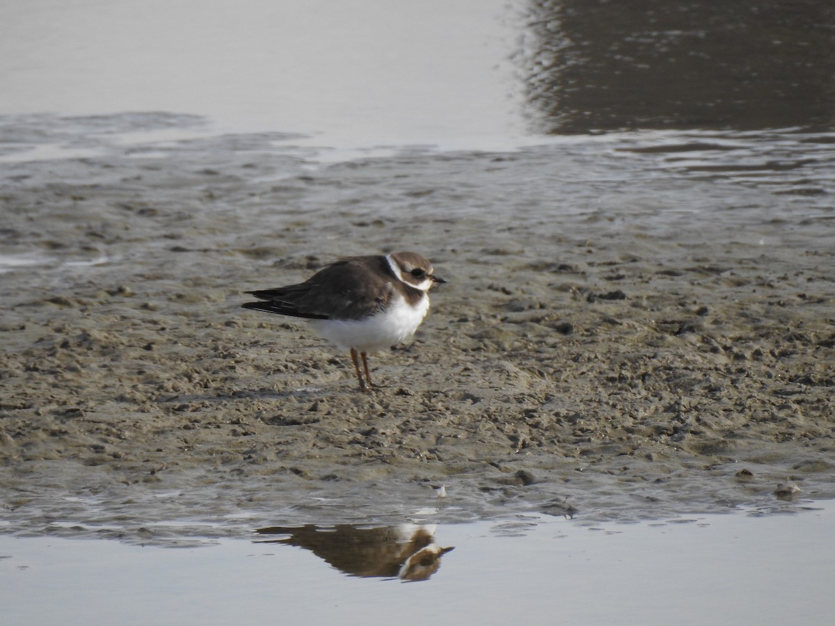 Common Ringed Plover - ML520548841