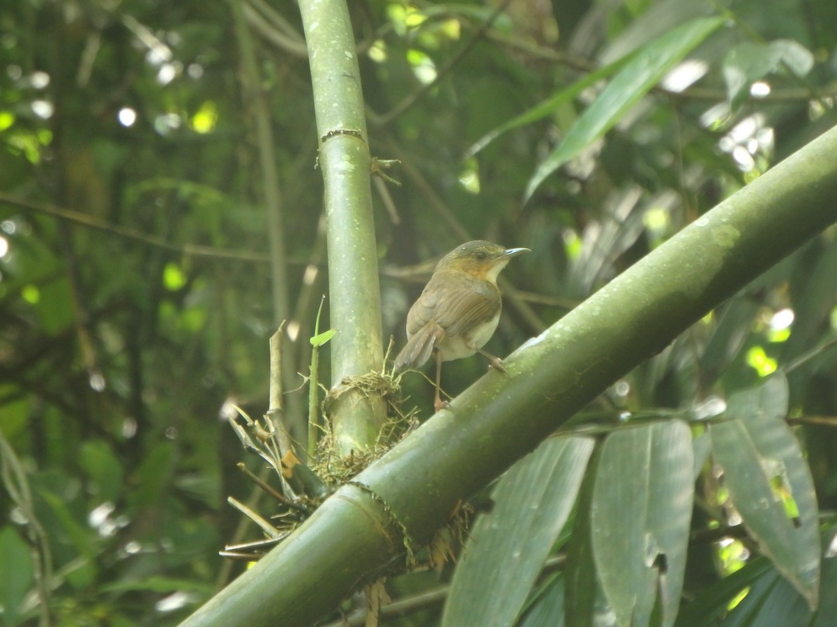 Temminck's Babbler - Yasin Chumaedi