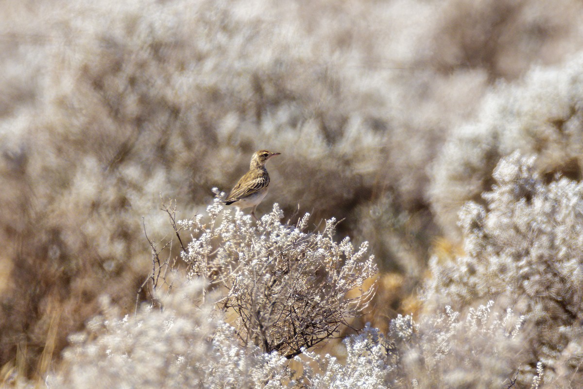 Australian Pipit - ML520550681