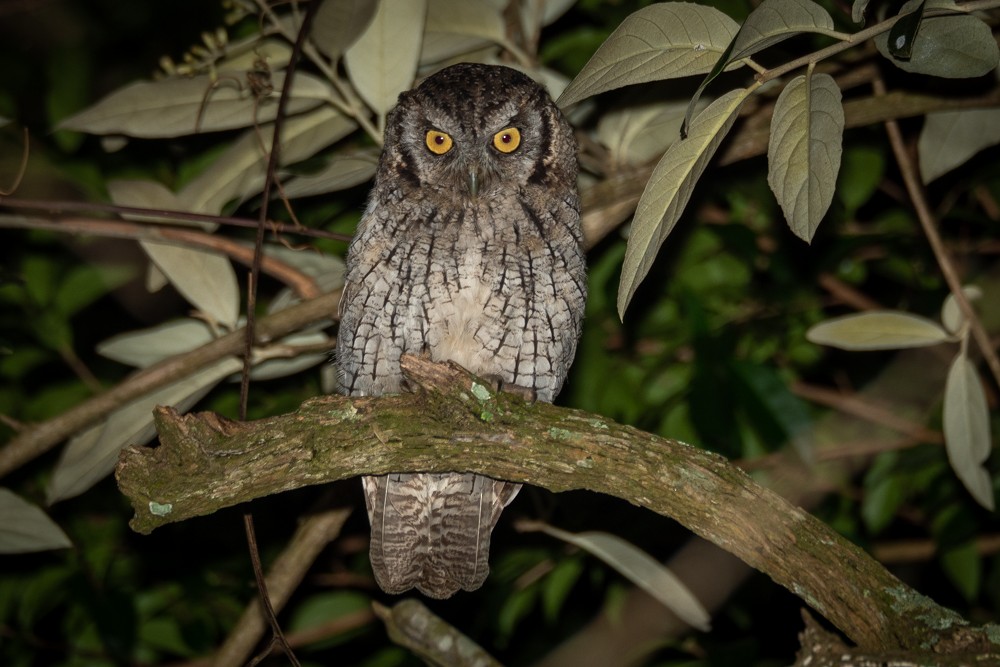 Tropical Screech-Owl - Vitor Rolf Laubé