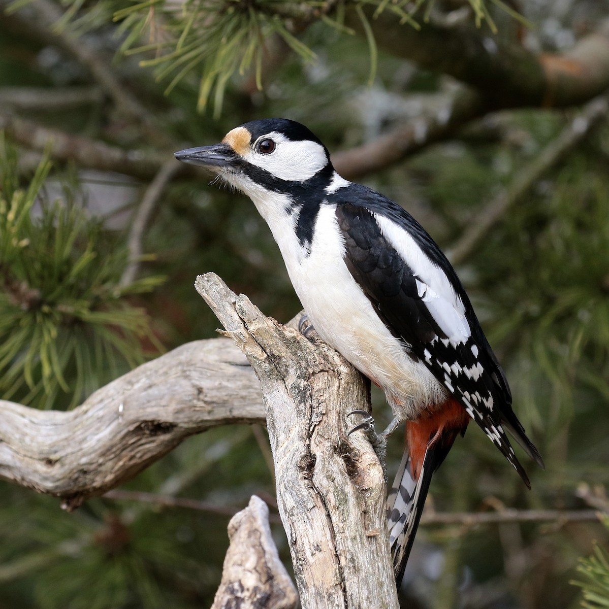 Great Spotted Woodpecker - ML520554151