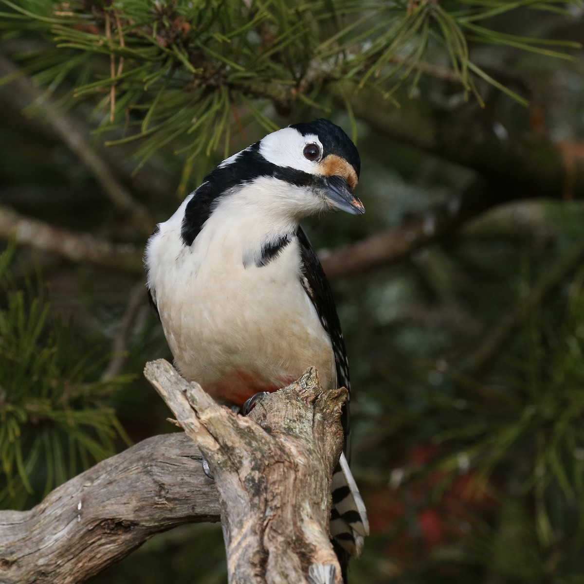 Great Spotted Woodpecker - ML520554161