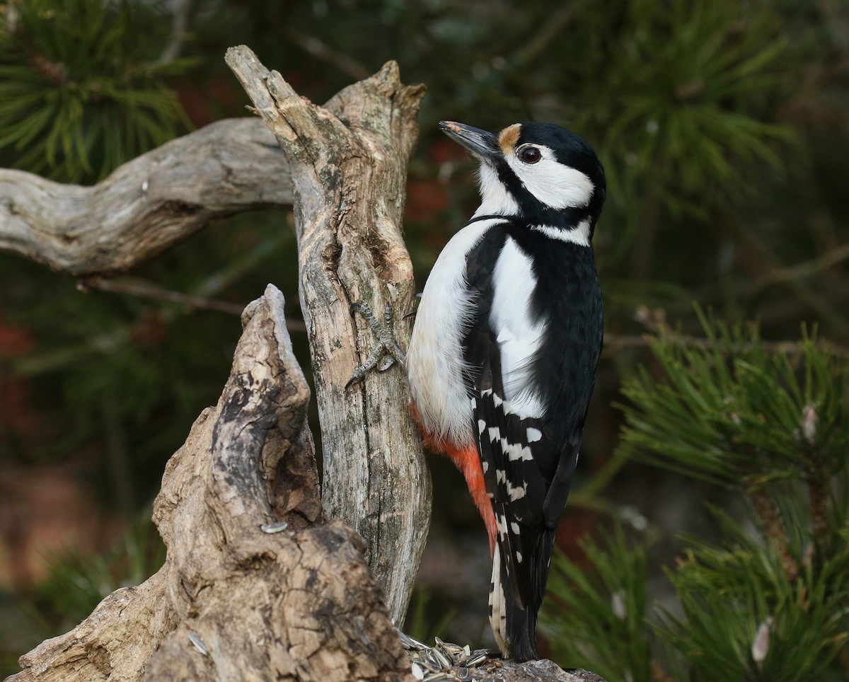 Great Spotted Woodpecker - ML520554171
