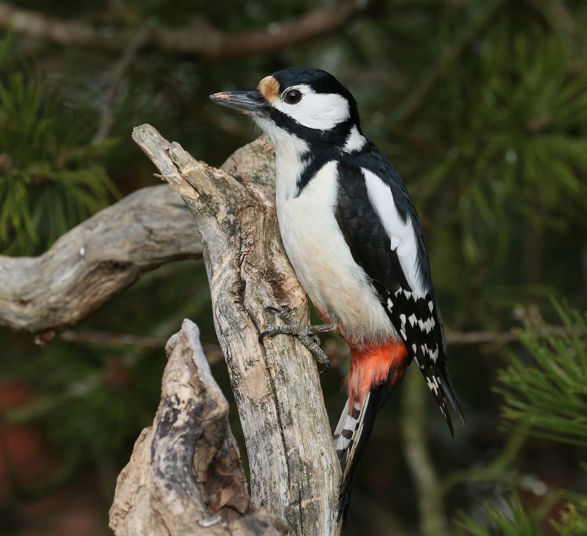 Great Spotted Woodpecker - ML520554181