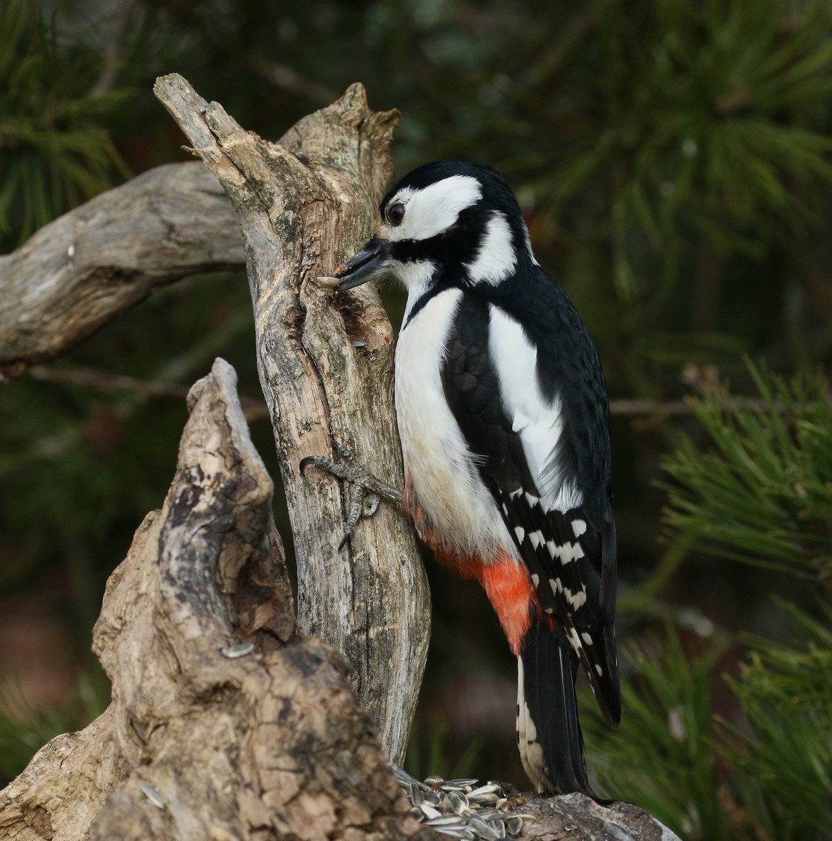 Great Spotted Woodpecker - ML520554191