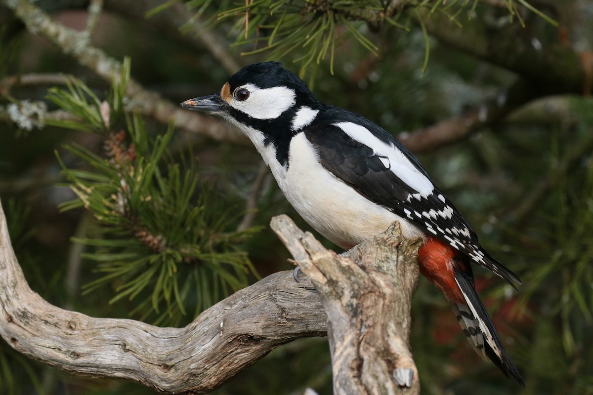 Great Spotted Woodpecker - ML520554201