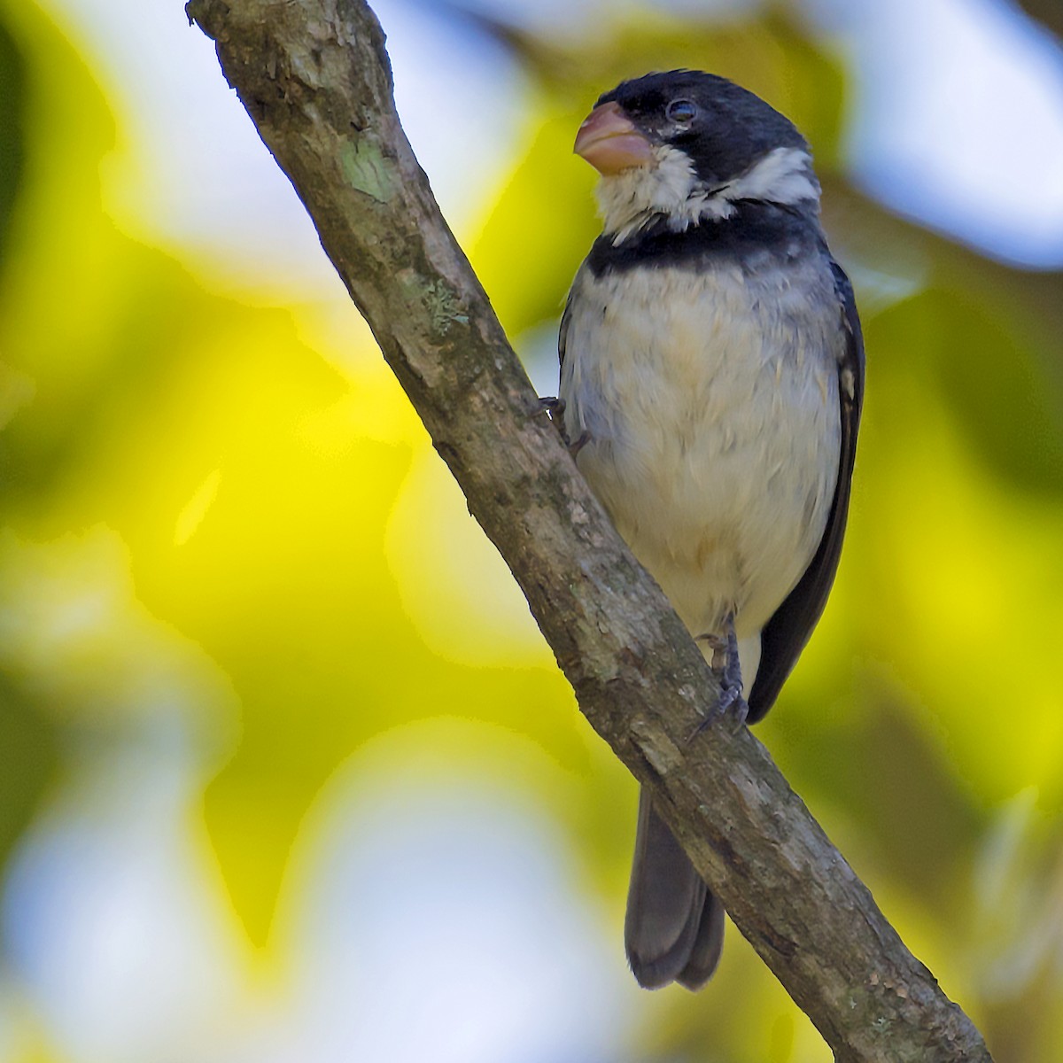 White-throated Seedeater - ML52055561