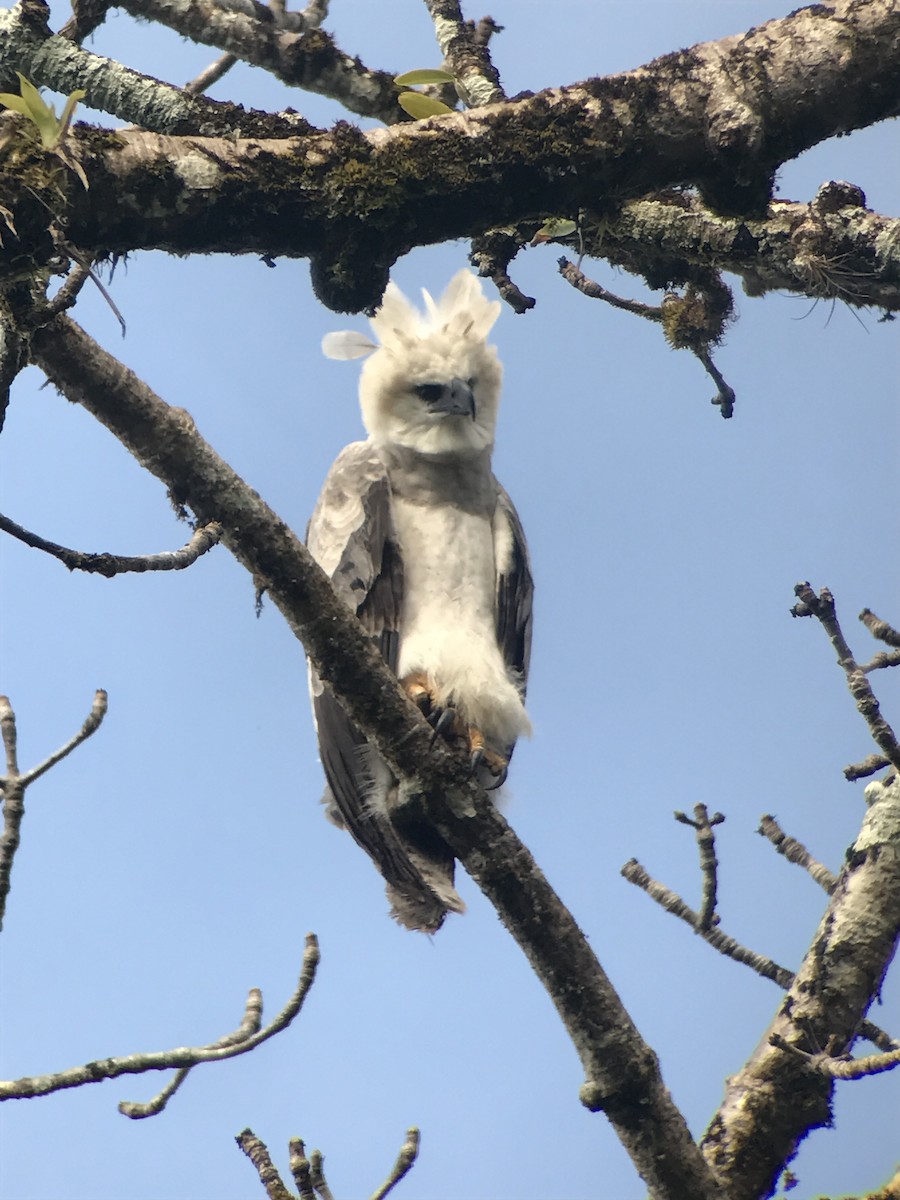 Harpy Eagle - ML52055611