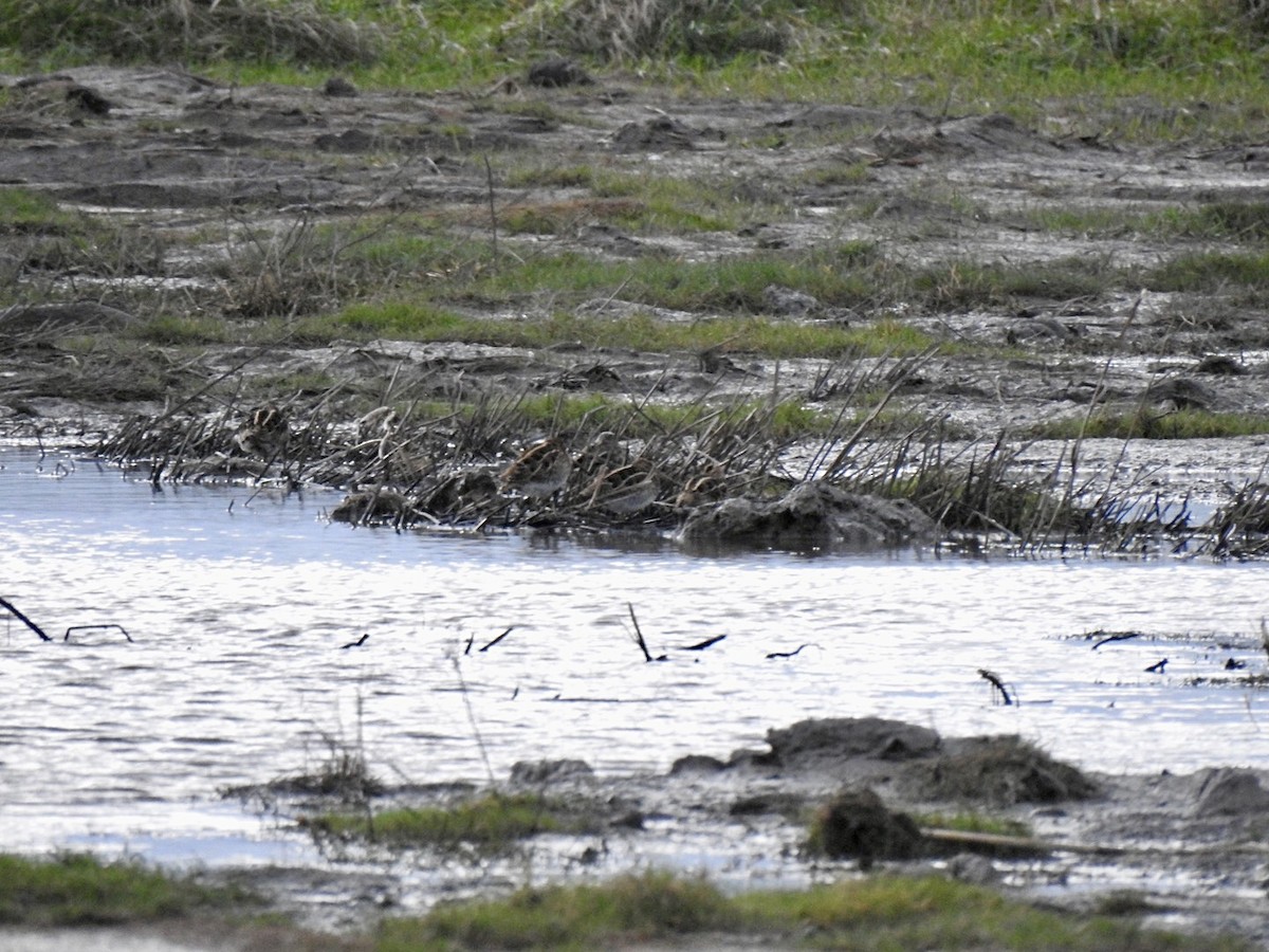 Common Snipe - Stephen Bailey