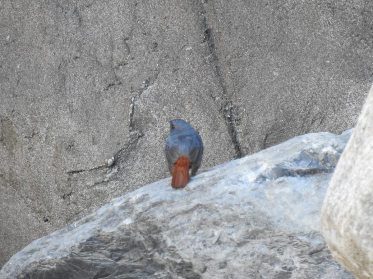 Plumbeous Redstart - ML520556511