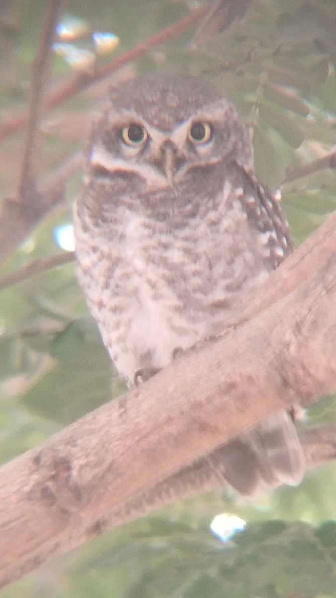 Spotted Owlet - ML520557131