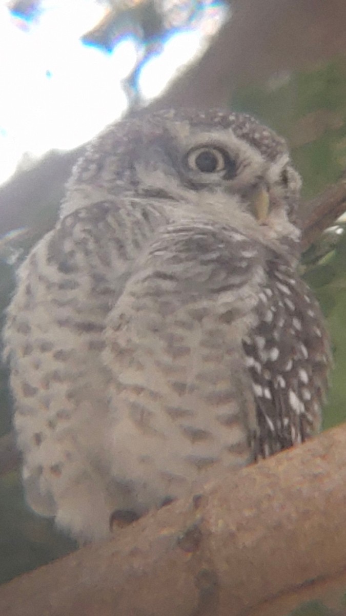 Spotted Owlet - ML520557141