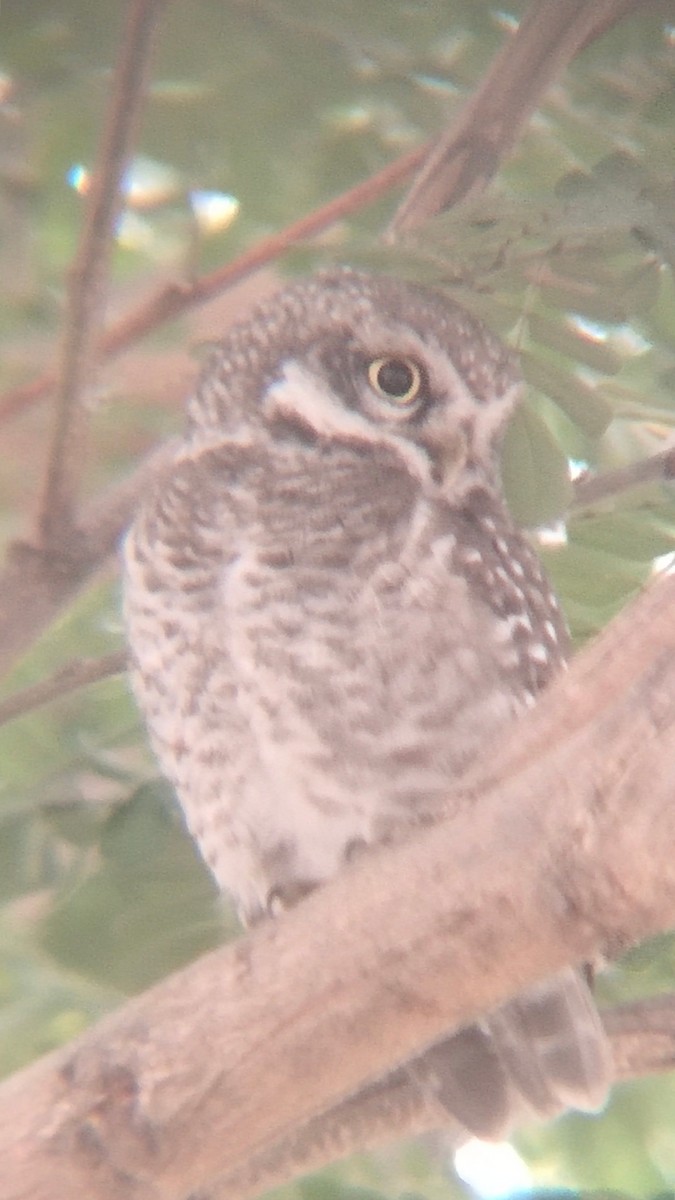 Spotted Owlet - ML520557151