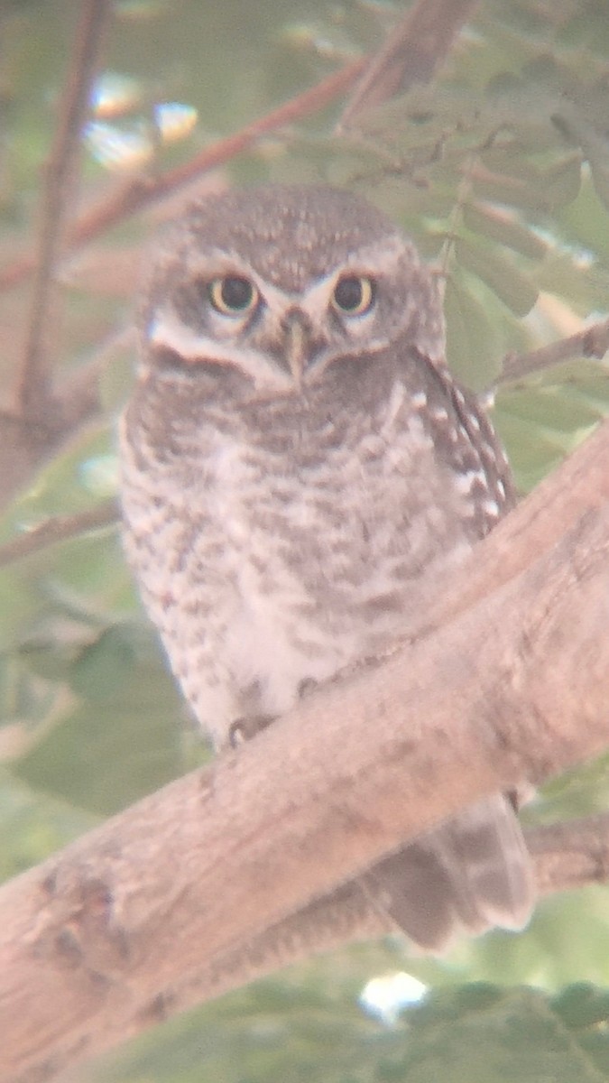Spotted Owlet - ML520557161