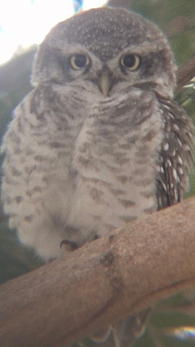 Spotted Owlet - ML520557171