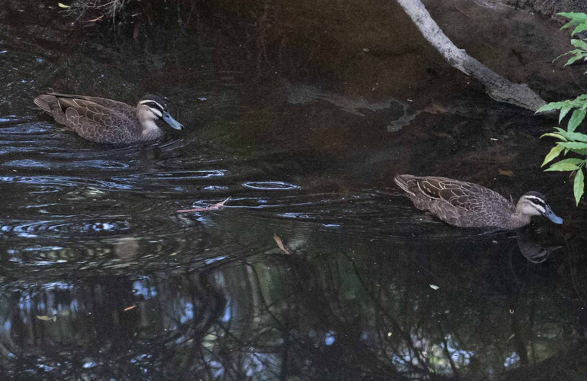 Pacific Black Duck - ML520558881