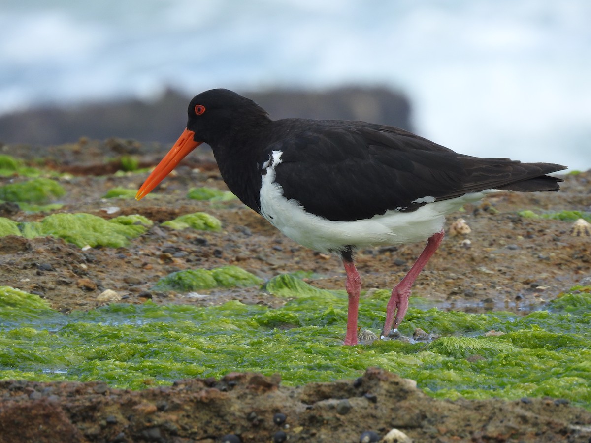 Pied Oystercatcher - Alan Lutzke