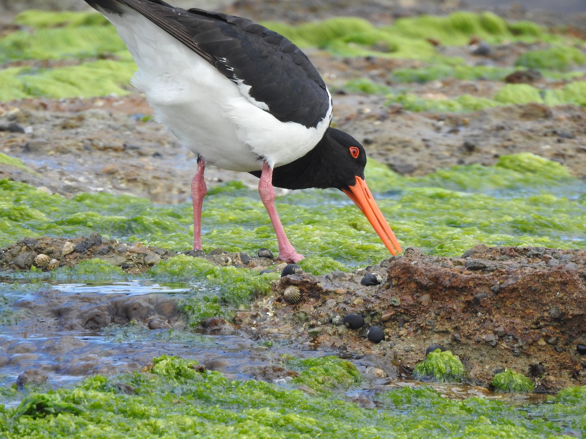 Pied Oystercatcher - ML520560631