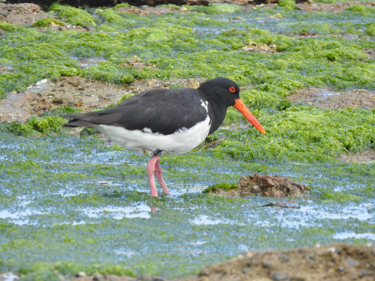 Pied Oystercatcher - ML520560701