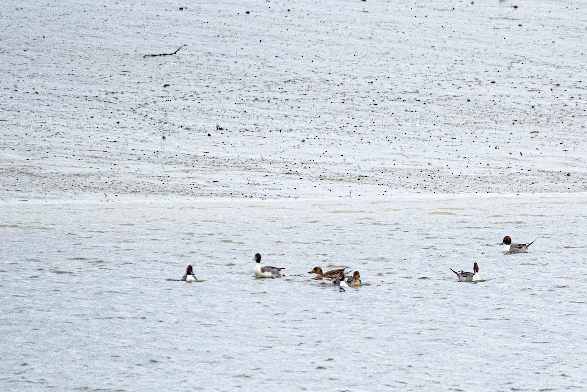 Northern Pintail - ML520560891