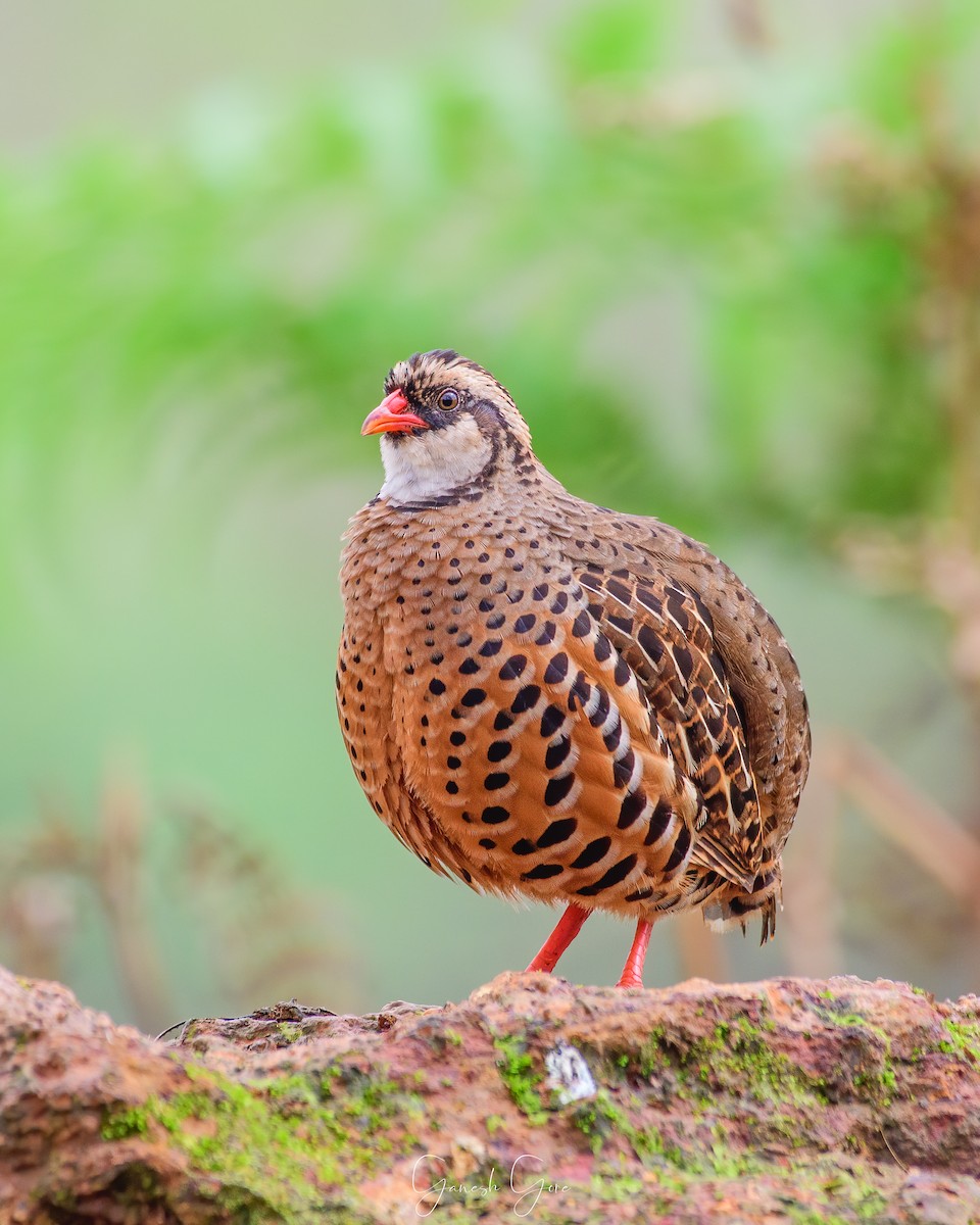 Painted Bush-Quail - Ganesh Gore