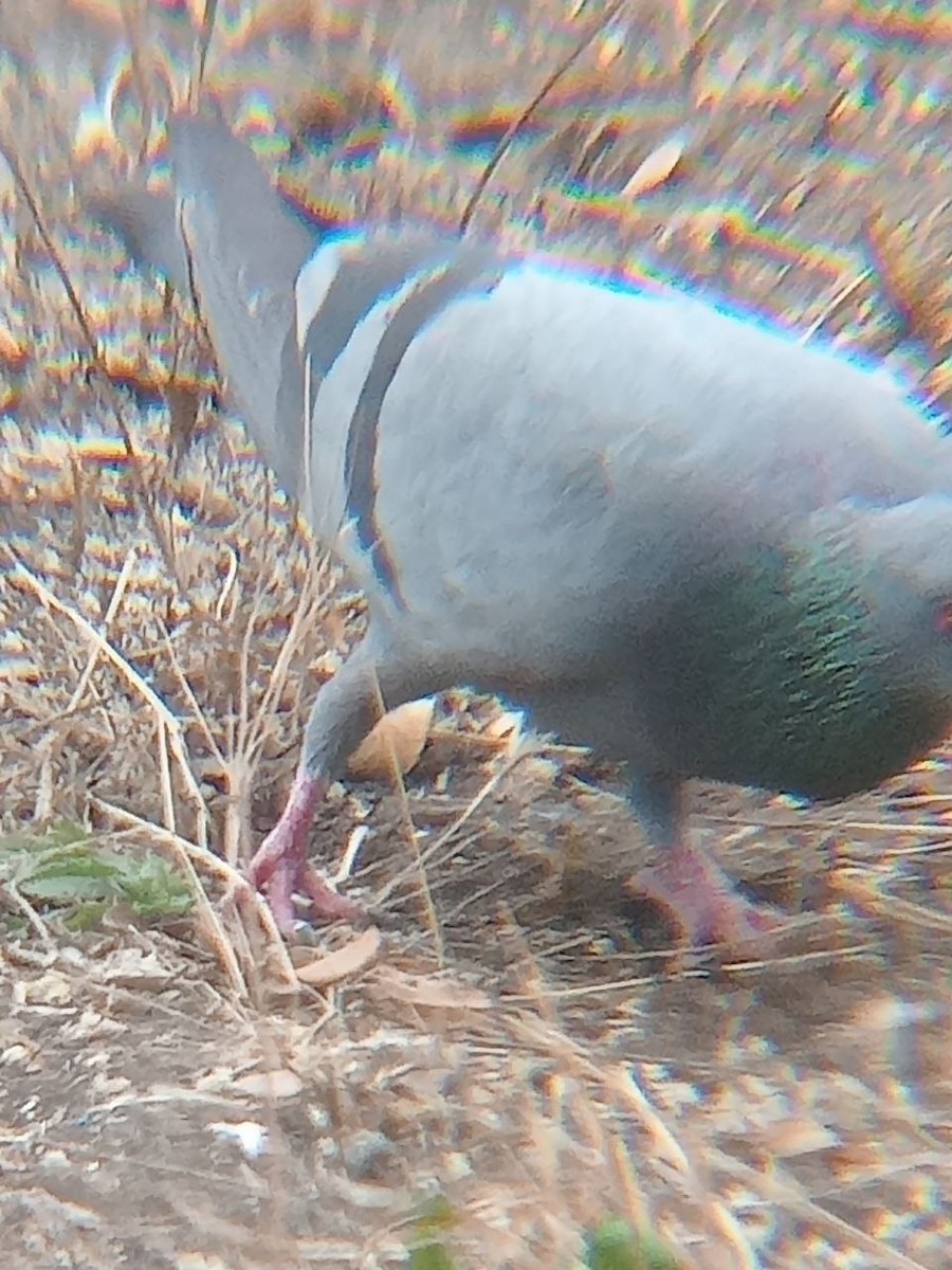 Rock Pigeon (Feral Pigeon) - ML520561601
