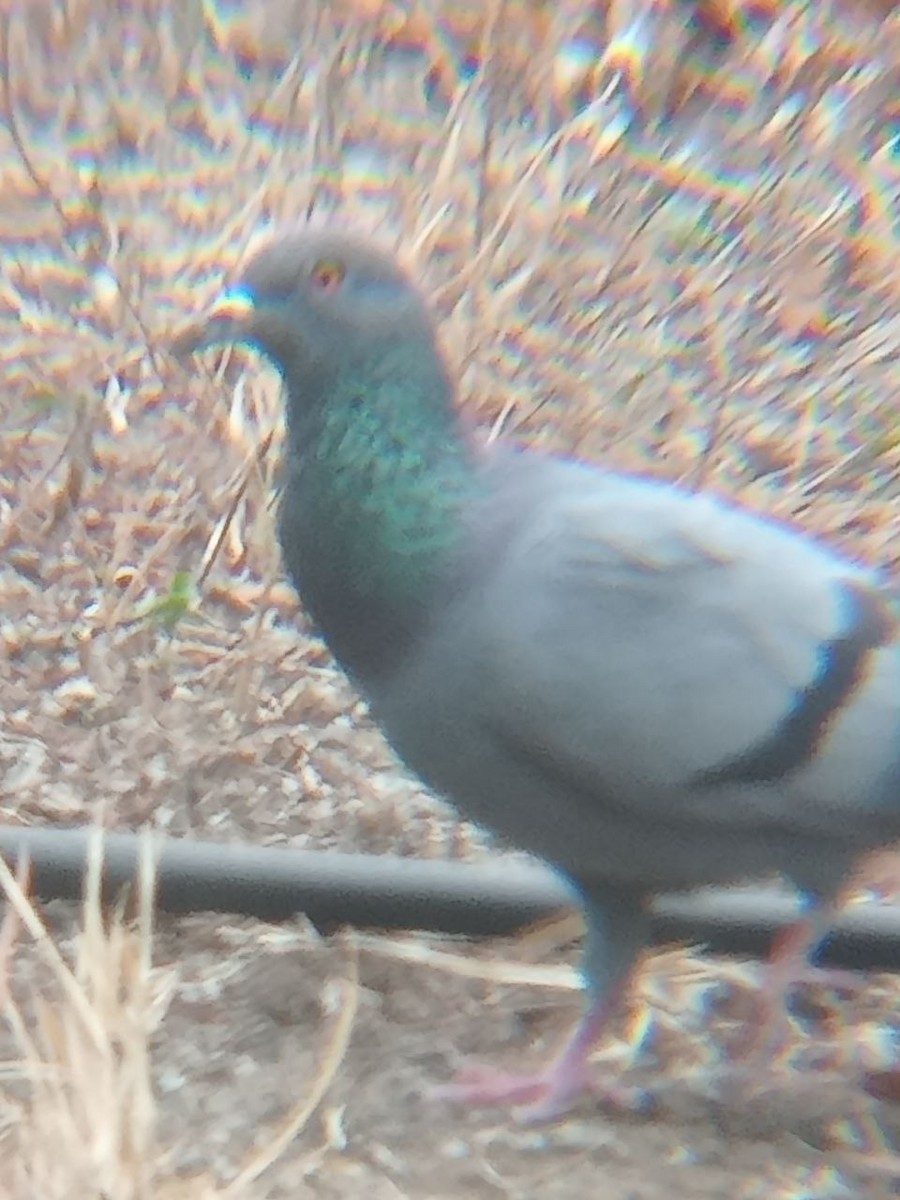 Rock Pigeon (Feral Pigeon) - ML520561611