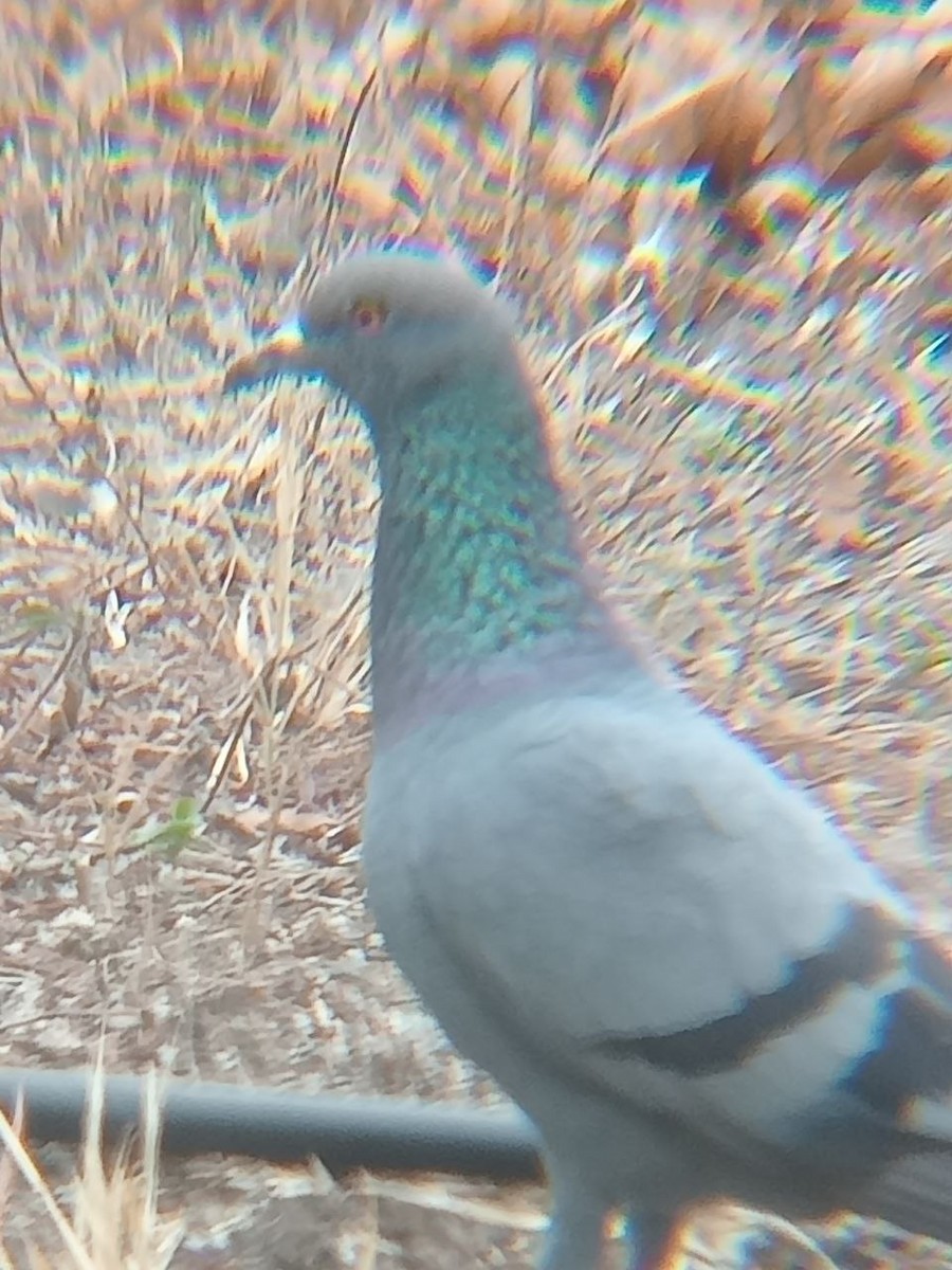 Rock Pigeon (Feral Pigeon) - ML520561621