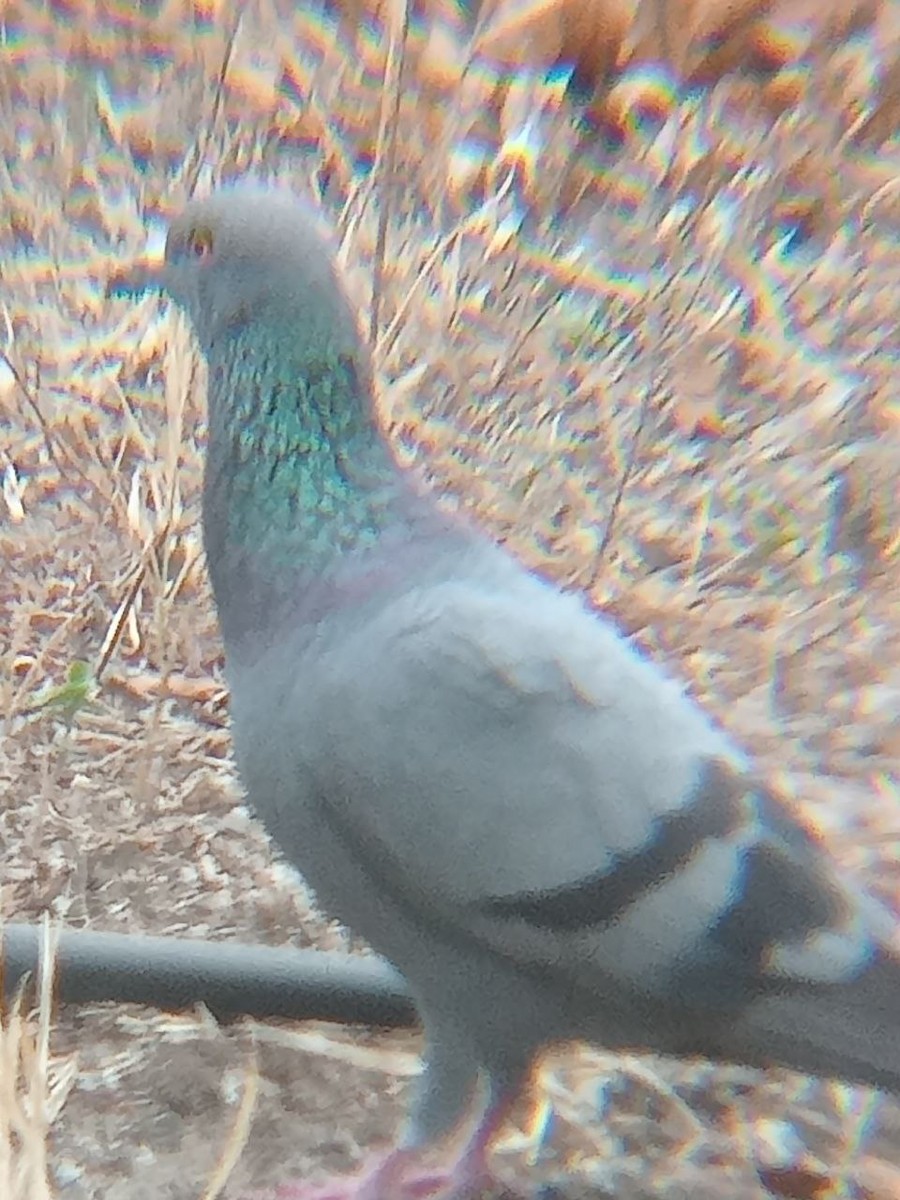 Rock Pigeon (Feral Pigeon) - ML520561631