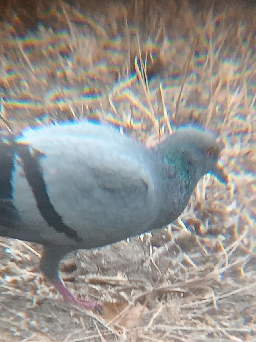Rock Pigeon (Feral Pigeon) - ML520561641