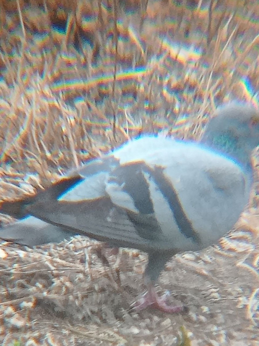 Rock Pigeon (Feral Pigeon) - ML520561651