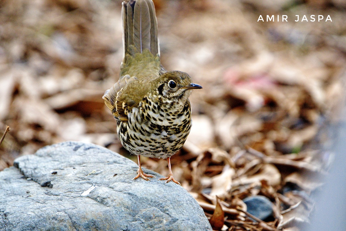 Long-tailed Thrush - Amir  Jaspa