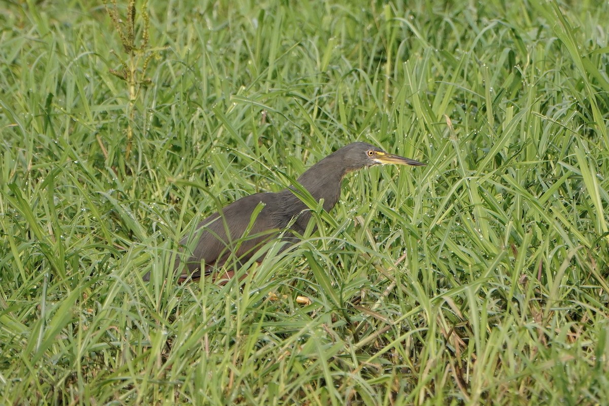 クロアマサギ - ML520561971