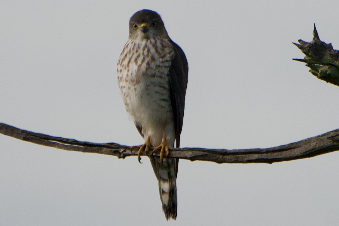 Little Sparrowhawk - ML520562011