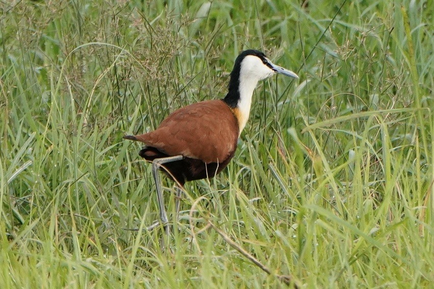 African Jacana - ML520562461