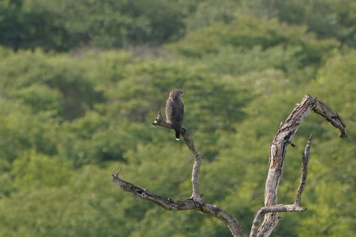 Banded Snake-Eagle - ML520562471