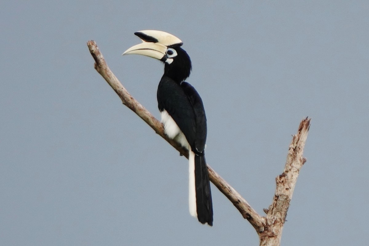 Oriental Pied-Hornbill - ML520562821