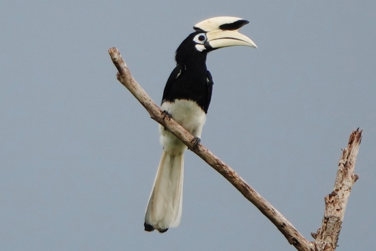 Oriental Pied-Hornbill - ML520562921