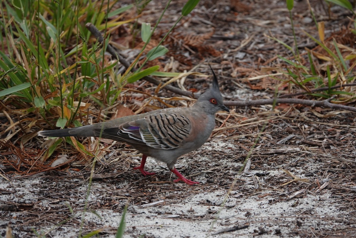 Crested Pigeon - ML520562931