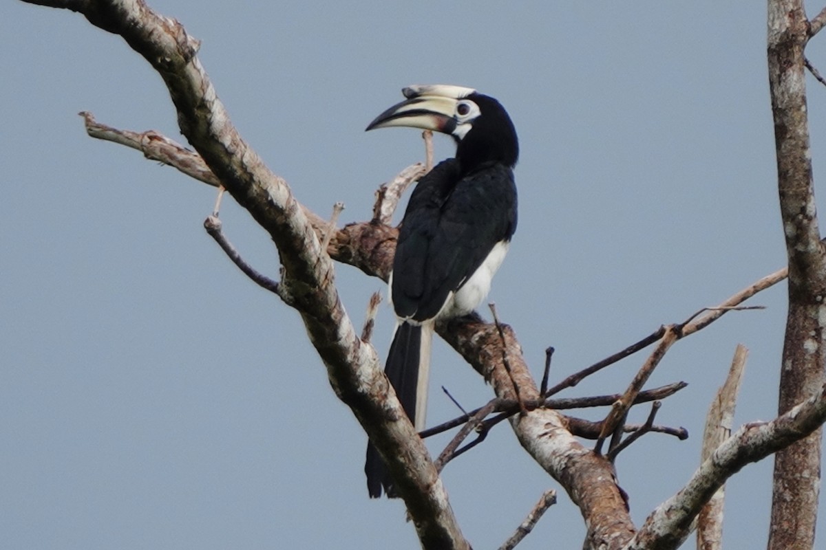 Oriental Pied-Hornbill - Richard Arnold